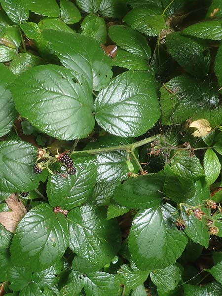 Rubus pedemontanus \ Träufelspitzen-Brombeere / Rust Bramble, D Zwingenberg am Neckar 31.8.2020