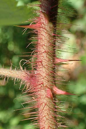 Rubus phoenicolasius \ Japanische Weinbeere, Rotborstige Himbeere, D Bensheim 4.9.2020