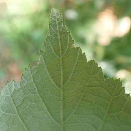 Rubus phoenicolasius \ Japanische Weinbeere, Rotborstige Himbeere, D Bensheim 4.9.2020