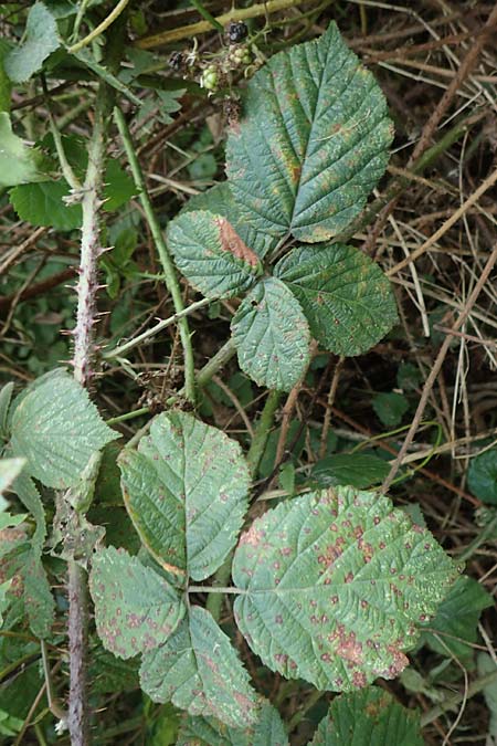 Rubus parahebecarpus \ Rheinlndische Haselblatt-Brombeere, Verwechselte Haselblatt-Brombeere, D Herne 9.9.2020