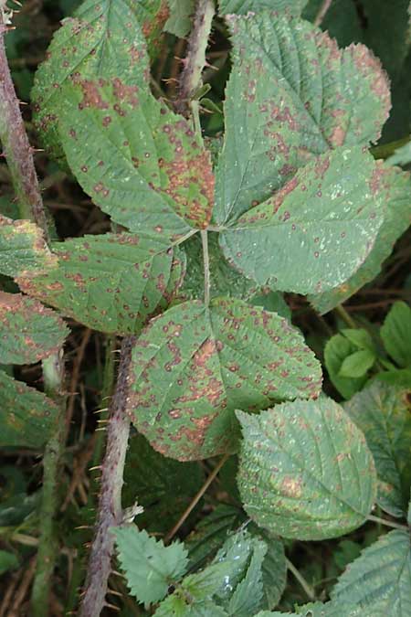 Rubus parahebecarpus \ Rheinlndische Haselblatt-Brombeere, Verwechselte Haselblatt-Brombeere / Rheinland Bramble, D Herne 9.9.2020