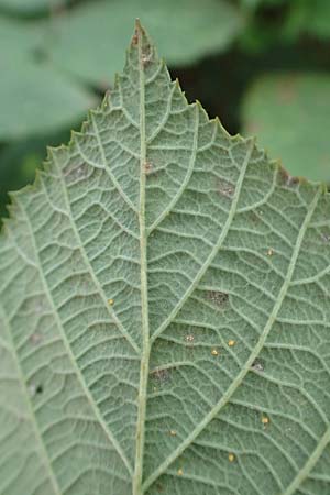 Rubus parahebecarpus \ Rheinlndische Haselblatt-Brombeere, Verwechselte Haselblatt-Brombeere, D Herne 9.9.2020