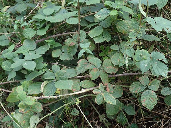 Rubus parahebecarpus \ Rheinlndische Haselblatt-Brombeere, Verwechselte Haselblatt-Brombeere / Rheinland Bramble, D Herne 9.9.2020