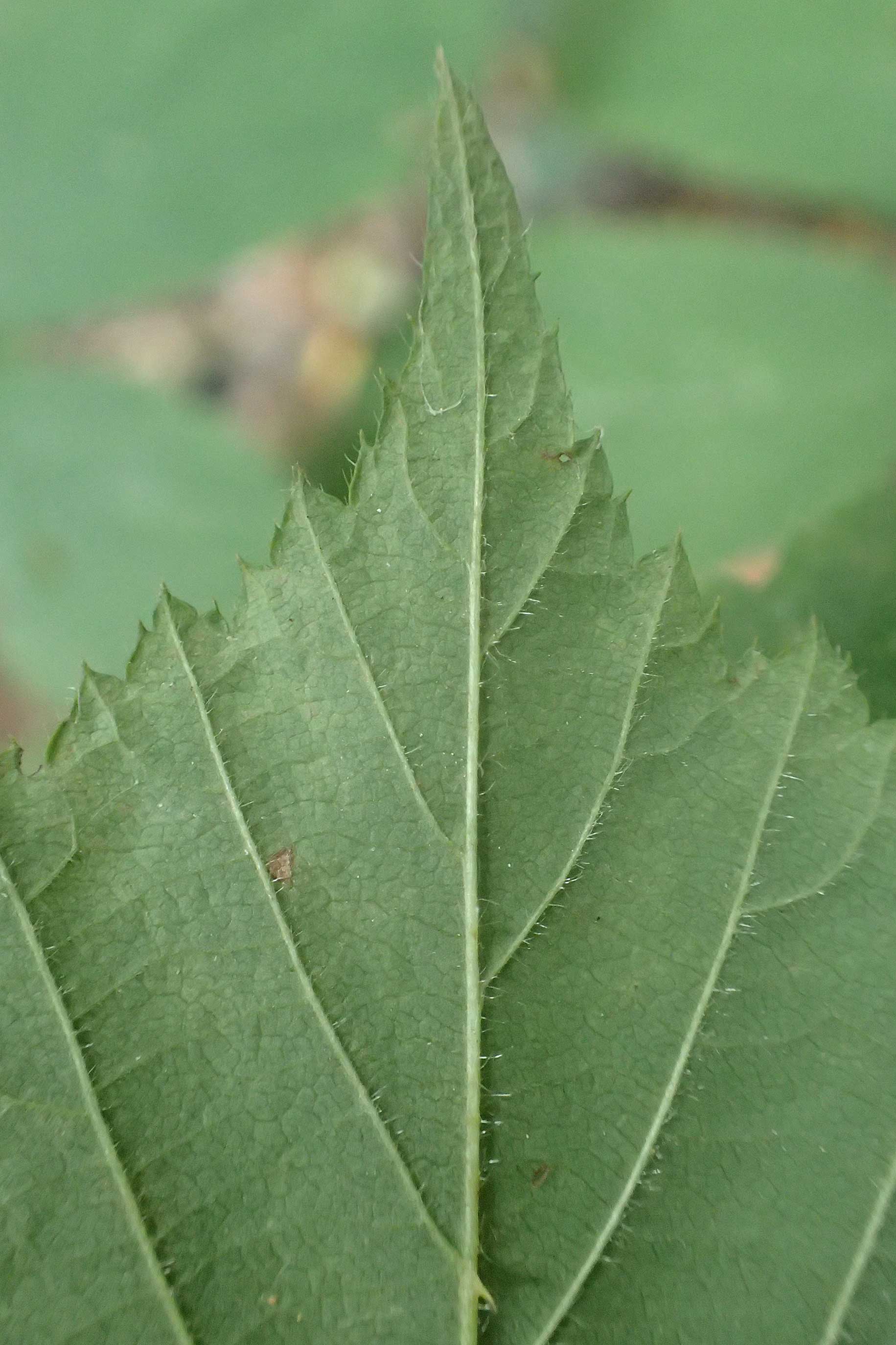 Rubus pyramidalis / Pyramidal Bramble, D Krickenbecker Seen 10.9.2020