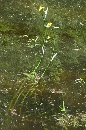 Rorippa amphibia \ Wasser-Kresse / Great Yellow-Cress, D Groß-Gerau 29.5.2021