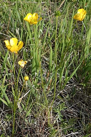 Ranunculus polyanthemos \ Vielbltiger Hahnenfu, D Thüringen, Kölleda 9.6.2022