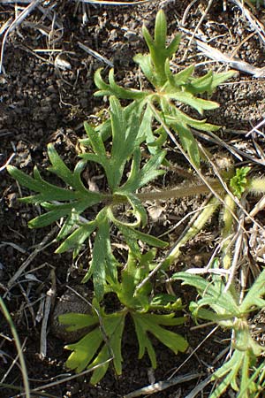 Ranunculus polyanthemos \ Vielbltiger Hahnenfu / Multiflowered Buttercup, D Thüringen, Kölleda 9.6.2022