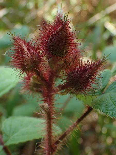 Rubus phoenicolasius \ Japanische Weinbeere, Rotborstige Himbeere, D Bensheim 26.6.2022