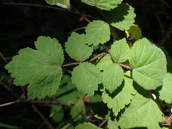 Rubus phoenicolasius \ Japanische Weinbeere, Rotborstige Himbeere / Wine Raspberry, D Bensheim 26.6.2022