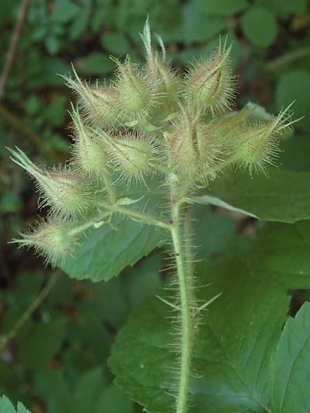 Rubus phoenicolasius \ Japanische Weinbeere, Rotborstige Himbeere, D Bensheim 26.6.2022