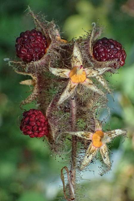 Rubus phoenicolasius \ Japanische Weinbeere, Rotborstige Himbeere, D Bensheim 20.7.2022