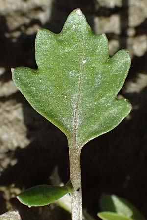Rorippa palustris \ Gewhnliche Sumpfkresse, D Altrip 16.10.2023