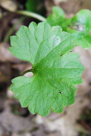 Ranunculus geraniiformis \ Storchschnabelartiger Gold-Hahnenfu / Geranium-Like Goldilocks, D Werneck 9.5.2015