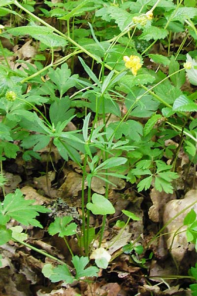 Ranunculus geraniiformis \ Storchschnabelartiger Gold-Hahnenfu / Geranium-Like Goldilocks, D Werneck 9.5.2015