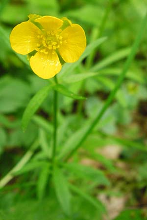 Ranunculus geraniiformis \ Storchschnabelartiger Gold-Hahnenfu / Geranium-Like Goldilocks, D Werneck 9.5.2015