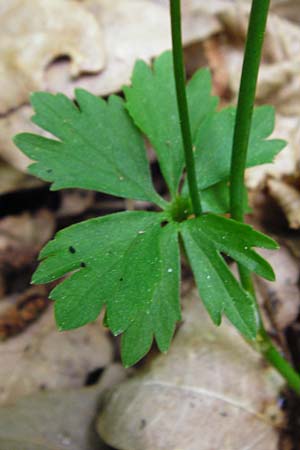 Ranunculus geraniiformis \ Storchschnabelartiger Gold-Hahnenfu / Geranium-Like Goldilocks, D Werneck 9.5.2015