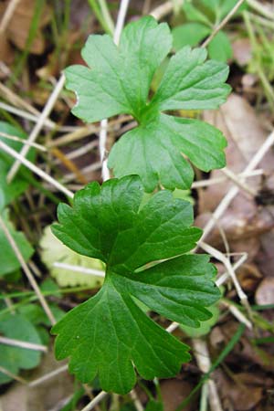 Ranunculus geraniiformis \ Storchschnabelartiger Gold-Hahnenfu / Geranium-Like Goldilocks, D Werneck 9.5.2015