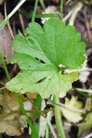 Ranunculus geraniiformis \ Storchschnabelartiger Gold-Hahnenfu / Geranium-Like Goldilocks, D Werneck 9.5.2015