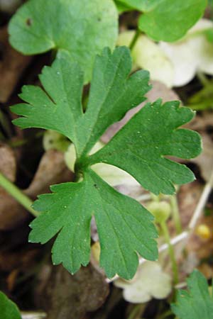 Ranunculus geraniiformis \ Storchschnabelartiger Gold-Hahnenfu / Geranium-Like Goldilocks, D Werneck 9.5.2015