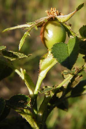 Rosa rubiginosa \ Wein-Rose / Sweet Briar, D Pfungstadt 17.6.2015