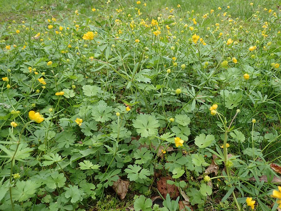 Ranunculus ripuaricus \ Ripuarier-Gold-Hahnenfu, D Bonn Petersberg 23.4.2017