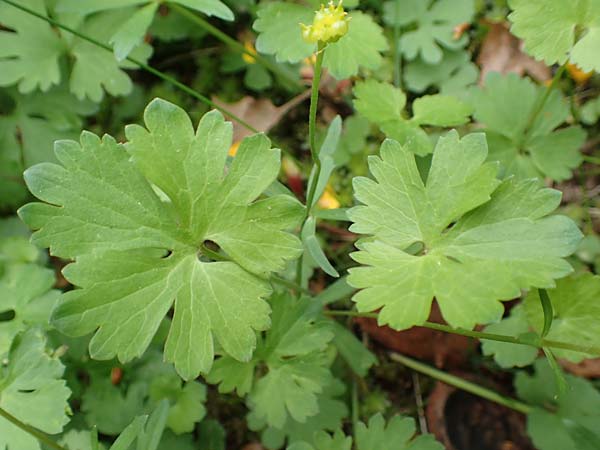 Ranunculus ripuaricus \ Ripuarier-Gold-Hahnenfu / Ripuarian Goldilocks, D Bonn Petersberg 23.4.2017