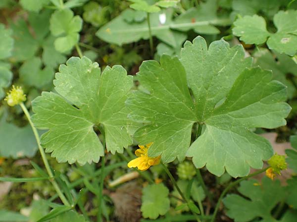 Ranunculus ripuaricus \ Ripuarier-Gold-Hahnenfu / Ripuarian Goldilocks, D Bonn Petersberg 23.4.2017