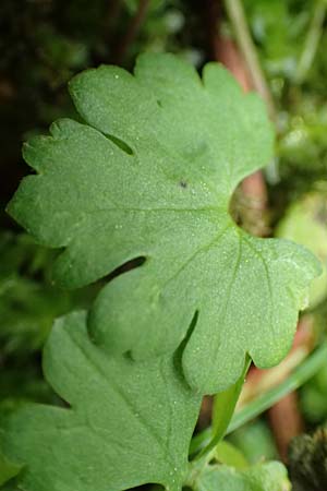 Ranunculus ripuaricus \ Ripuarier-Gold-Hahnenfu / Ripuarian Goldilocks, D Bonn Petersberg 23.4.2017