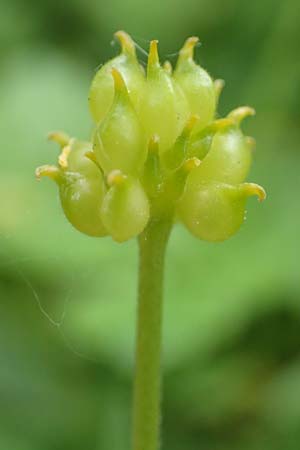 Ranunculus ripuaricus \ Ripuarier-Gold-Hahnenfu, D Bonn Petersberg 23.4.2017