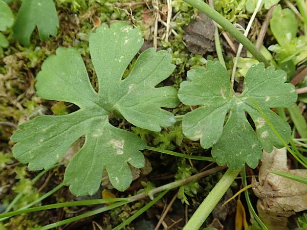 Ranunculus ripuaricus \ Ripuarier-Gold-Hahnenfu / Ripuarian Goldilocks, D Bonn Petersberg 23.4.2017
