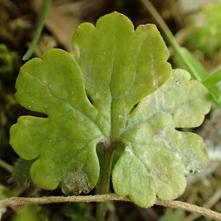 Ranunculus ripuaricus \ Ripuarier-Gold-Hahnenfu, D Bonn Petersberg 23.4.2017