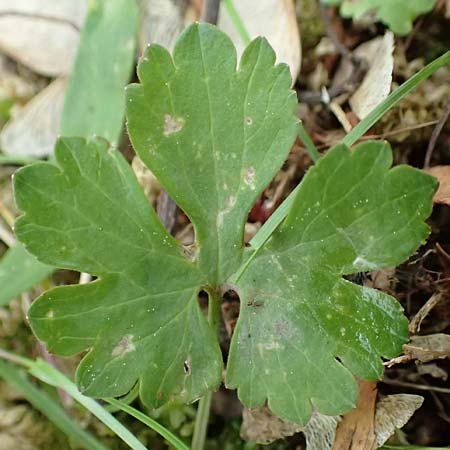 Ranunculus ripuaricus \ Ripuarier-Gold-Hahnenfu, D Bonn Petersberg 23.4.2017