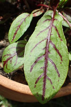 Rumex rugosus \ Garten-Sauer-Ampfer, D Mannheim 8.4.2018