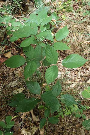 Rubus rudis \ Raue Brombeere / Rough Bramble, D Odenwald, Fürth 5.7.2018