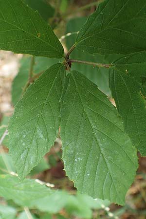 Rubus rudis \ Raue Brombeere, D Odenwald, Fürth 5.7.2018