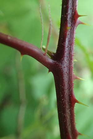 Rubus rudis \ Raue Brombeere / Rough Bramble, D Frankfurt-Schwanheim 15.6.2019