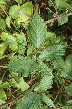 Rubus radula \ Raspel-Brombeere / File-Stemmed Bramble, D Karlsruhe 14.8.2019