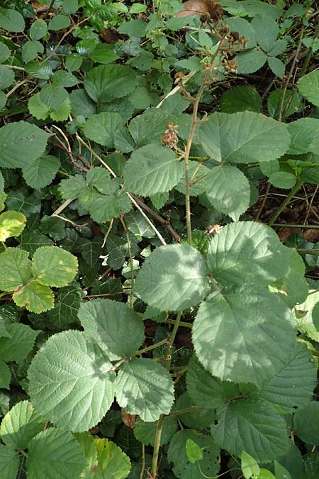 Rubus rotundifoliatus \ Rundblttrige Haselblatt-Brombeere / Round-Leaved Bramble, D Karlsruhe 18.8.2019