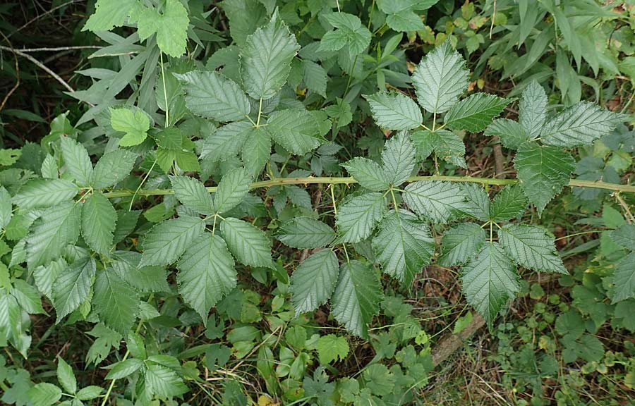 Rubus godronii \ Godrons Brombeere / Godron's Bramble, D Eggenstein-Leopoldshafen 18.8.2019