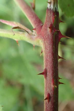 Rubus rhombicus \ Rhombische Haselblatt-Brombeere, D Karlsruhe-Grötzingen 20.8.2019