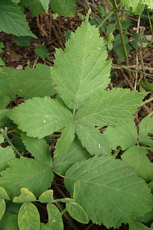 Rubus rhombicus \ Rhombische Haselblatt-Brombeere, D Karlsruhe-Grötzingen 20.8.2019