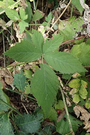 Rubus rhombicus \ Rhombische Haselblatt-Brombeere, D Karlsruhe-Grötzingen 20.8.2019