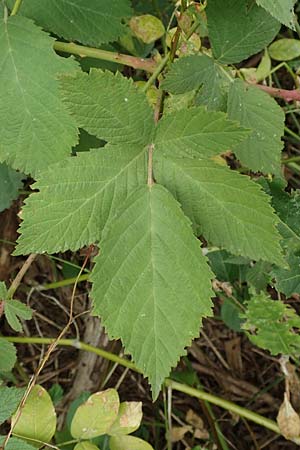 Rubus rhombicus \ Rhombische Haselblatt-Brombeere, D Karlsruhe-Grötzingen 20.8.2019