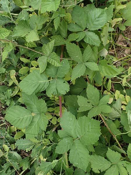 Rubus rhombicus \ Rhombische Haselblatt-Brombeere / Rhombic Bramble, D Karlsruhe-Grötzingen 20.8.2019