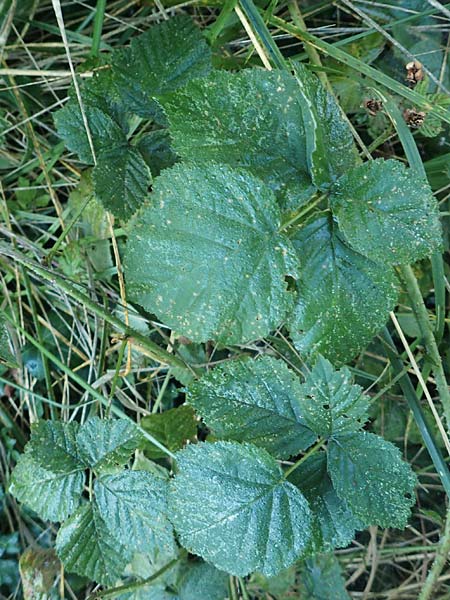 Rubus rugosifolius ? \ Runzelblttrige Haselblatt-Brombeere / Rugose-Leaved Bramble, D Lüdenscheid 10.9.2020