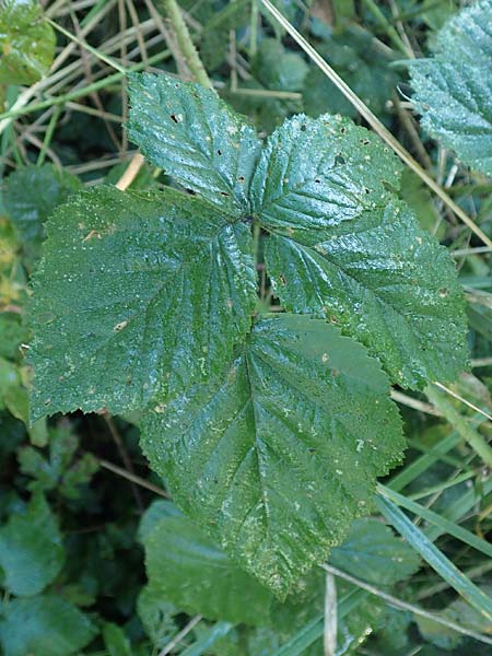 Rubus rugosifolius ? \ Runzelblttrige Haselblatt-Brombeere / Rugose-Leaved Bramble, D Lüdenscheid 10.9.2020
