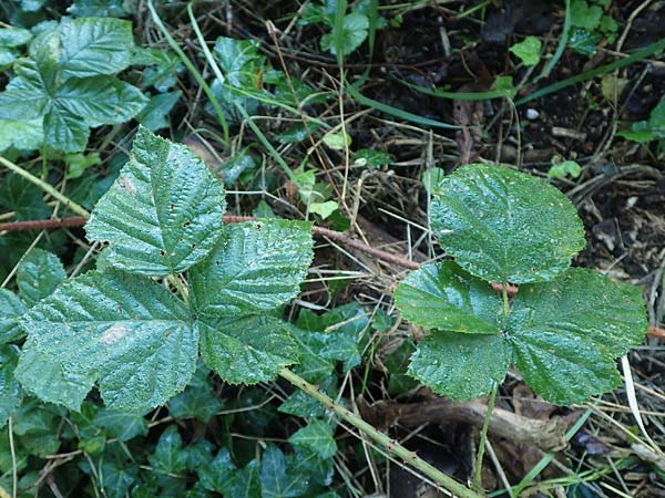 Rubus rugosifolius ? \ Runzelblttrige Haselblatt-Brombeere, D Lüdenscheid 10.9.2020