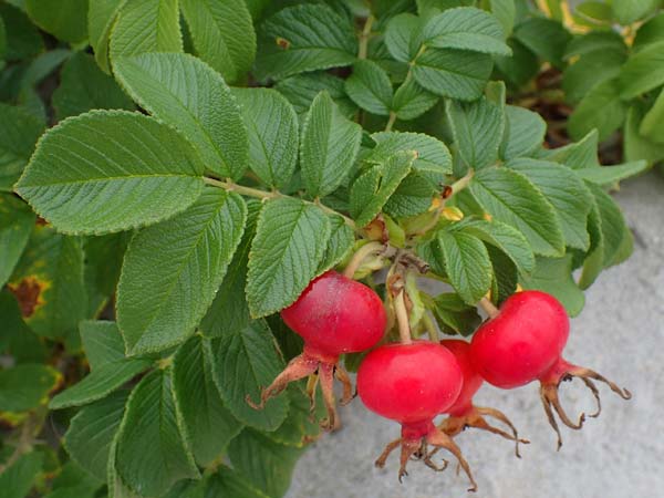 Rosa rugosa / Japanese Rose, D Hohwacht 13.9.2021