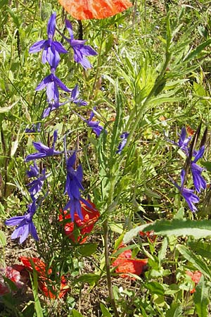 Delphinium consolida subsp. consolida \ Feld-Rittersporn / Forking Larkspur, D Bruchsal 13.6.2009