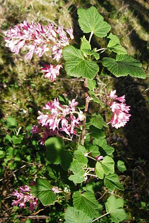 Ribes sanguineum \ Blut-Johannisbeere, Zier-Johannisbeere / Red-Flowering Currant, D Schwetzingen 22.4.2015